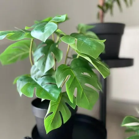 Διαμέρισμα Vetulaniego Canary Comfort *