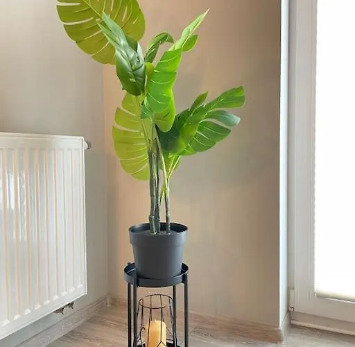 Vetulaniego Canary Comfort Apartment *