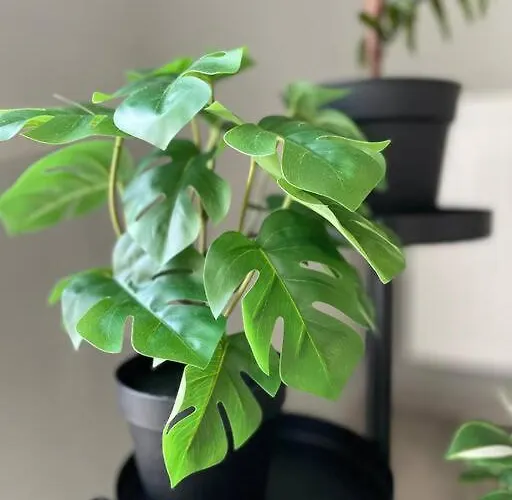 Apartment Vetulaniego Canary Comfort *